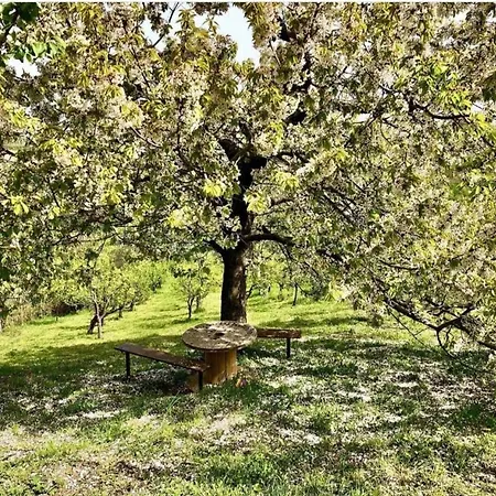 Pogled Arandjelovac